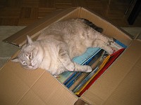  Pascha stands guard over assorted box of PADI material