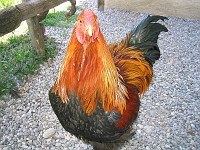  A big cock...
