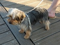  Lilly's fancy new harness - purchased in St. Tropez.