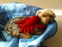  Lilly having a snooze with one of her toys - a lobster