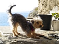  Lilly enjoying the morning sun over the ocean in Vernazza