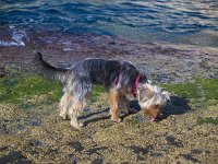  Lilly forages around in the seaweed
