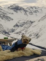  After a walk in the snow, Lilly settles down for a rest at the Jatzhtte, Davos
