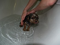  Lilly's first bath with us - not happy. She tried constantly to climb out, cried and trembled.