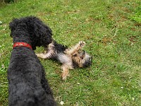  Lilly meets a neighbour's poodle. A fairly typical reaction from Lilly.