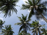  Coconut palms, Koh Samui