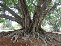  A morton bay fig in one of Sydney's parks