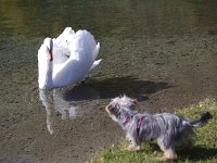  Lilly tries to act tough around a swan