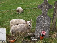  Sheep by a graveyard, Glendalough