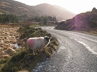  One of many sheep on the Ring of Kerry