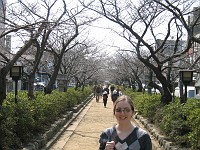  In spring this entire street is filled with cherry blossoms.