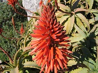  Native flower - Table Mountain, Cape Town, South Africa