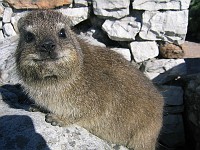  Dassie - Table Mountain, Cape Town, South Africa