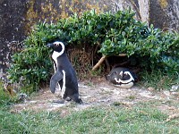  Penguins at Boulders Beach, South Africa
