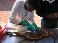  Shark disection at the Natal Sharks Board, Durban, South Africa
