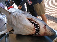  Shark disection at the Natal Sharks Board, Durban, South Africa