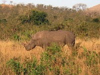  White rhino, Hluhluwe game reserve, South Africa