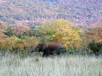  Elephant, Hluhluwe game reserve, South Africa