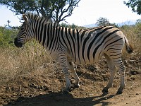  Zebra, Hluhluwe game reserve, South Africa