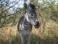  Zebra foal, Hluhluwe game reserve, South Africa
