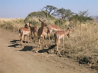  Antelope, Hluhluwe game reserve, South Africa