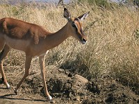  Antelope, Hluhluwe game reserve, South Africa