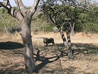  Warthog, Hluhluwe game reserve, South Africa