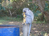 Monkey raiding bin, St. Lucia, South Africa