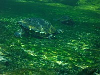  Turtles - Ginnie Springs