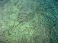  Sand floor - Devil's Eye - Ginnie Springs
