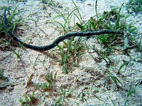  Black pipefish (30cm)