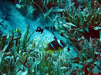 An anemone inhabited (as usual) by 2 species of clown fish