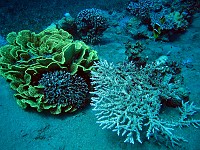  Salad coral on left