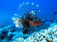 A very large lionfish hunts