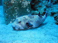  A lazy puffer sits on the bottom