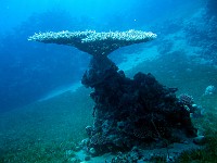  Table coral surrounded by sea grass