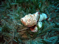  Stonefish tries to find shelter after wandering into sea grass