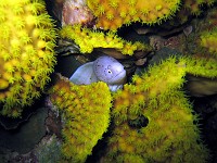  A tiny moray peeps out from within salad coral