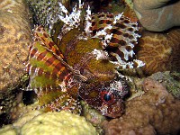  Scorpion Fish