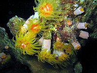  Sunflower coral (Tubastrea)