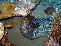  A cleaner wrasse takes care of a moray