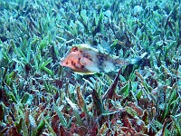  Cowfish (member of the boxfish family)