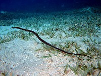  Black pipefish makes an exit