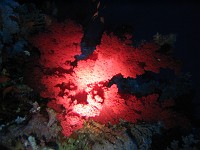  Soft coral (using dive lamp - no flash)