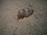  A baby cuttlefish on a nightdive. Look closely, it has captured a shrimp.