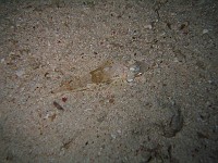  A baby crocodile fish (only about 4-6cm long)