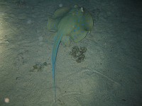  A small ray making an exit on a night dive
