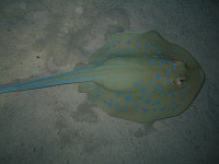  A small ray making an exit on a night dive