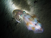  Various shots of a squid found at the end of the dive (dive lamp only - no flash)