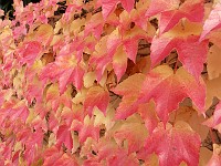  Leaves on my neighbour's wall